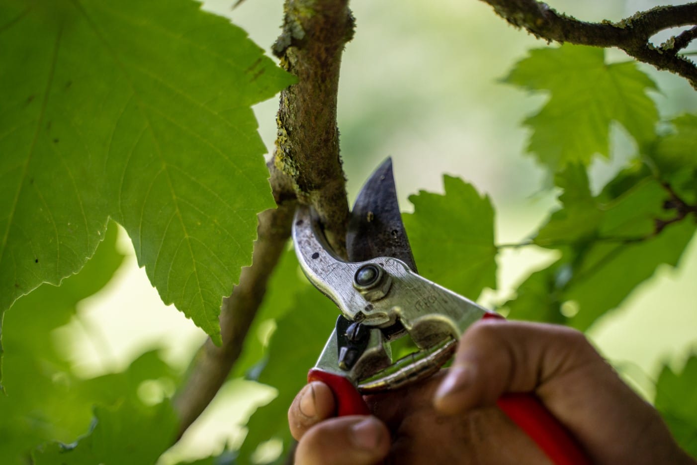 pruning trees in winter