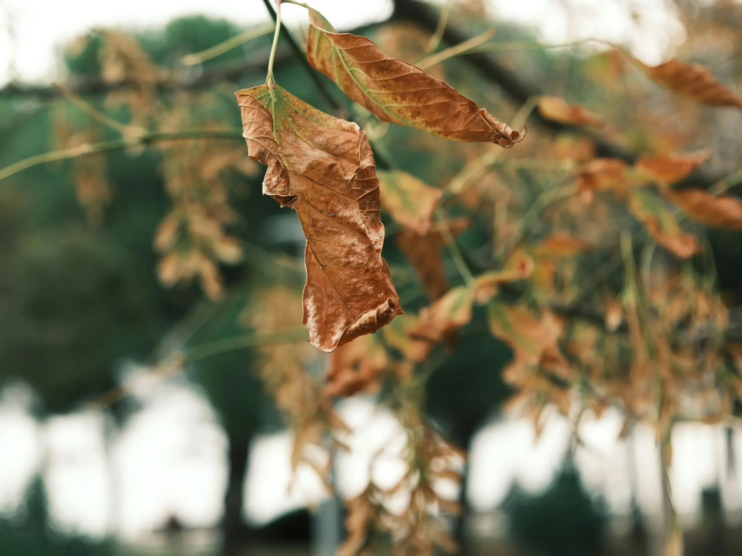 Is My Tree Sick 5 UK Tree Diseases You Should Know